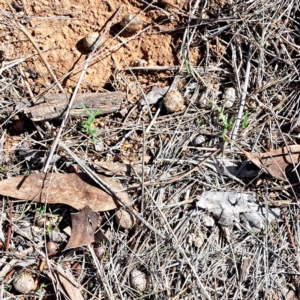 Oryctolagus cuniculus at Watson, ACT - 17 Apr 2023