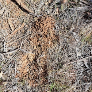 Oryctolagus cuniculus at Watson, ACT - 17 Apr 2023