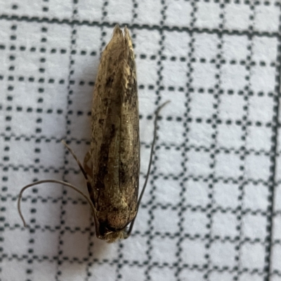 Opogona omoscopa (Detritus Moth) at City Renewal Authority Area - 17 Apr 2023 by Hejor1