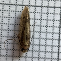 Opogona omoscopa (Detritus Moth) at Braddon, ACT - 17 Apr 2023 by Hejor1