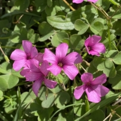 Oxalis articulata (Shamrock) at Numeralla, NSW - 8 Apr 2023 by Steve_Bok