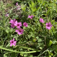 Oxalis articulata at Numeralla, NSW - suppressed