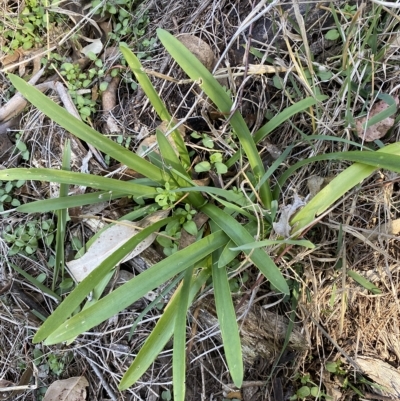 Agapanthus praecox subsp. orientalis (Agapanthus) at Karabar, NSW - 17 Apr 2023 by SteveBorkowskis