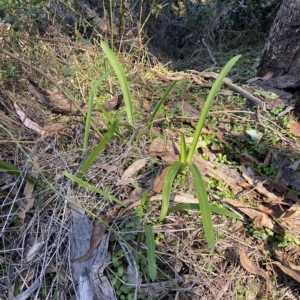 Agapanthus praecox subsp. orientalis at Karabar, NSW - 17 Apr 2023 02:21 PM