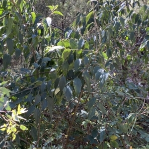 Celtis australis at Karabar, NSW - 17 Apr 2023