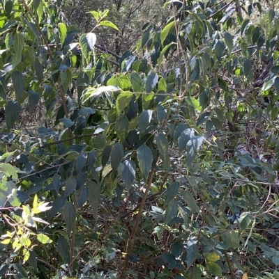 Celtis australis (Nettle Tree) at Karabar, NSW - 17 Apr 2023 by Steve_Bok