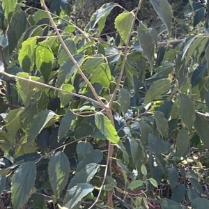 Celtis australis at Karabar, NSW - 17 Apr 2023