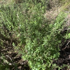 Teucrium corymbosum at Googong, NSW - 17 Apr 2023