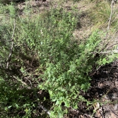 Teucrium corymbosum at Googong, NSW - 17 Apr 2023