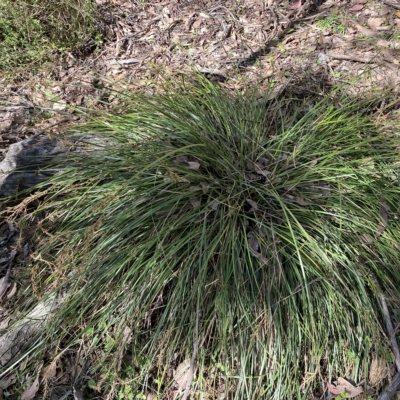 Lepidosperma laterale (Variable Sword Sedge) at Googong, NSW - 17 Apr 2023 by SteveBorkowskis