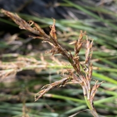 Lepidosperma laterale at Googong, NSW - 17 Apr 2023