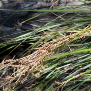 Lepidosperma laterale at Googong, NSW - 17 Apr 2023