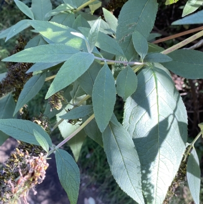 Buddleja davidii (Buddleja, Buddleia, Butterfly Bush) at Googong, NSW - 17 Apr 2023 by SteveBorkowskis