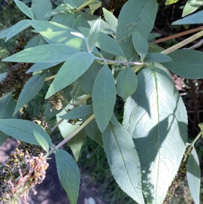 Buddleja davidii (Buddleja, Buddleia, Butterfly Bush) at Googong, NSW - 17 Apr 2023 by Steve_Bok