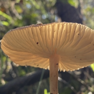 Oudemansiella gigaspora group (Rooting Shank) at Karabar, NSW - 17 Apr 2023 by Steve_Bok