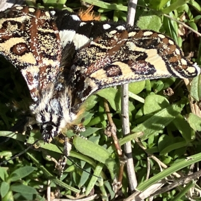 Apina callisto (Pasture Day Moth) at Hughes, ACT - 14 Apr 2023 by KL