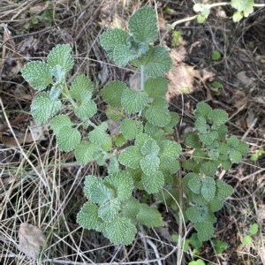 Marrubium vulgare at Karabar, NSW - 17 Apr 2023