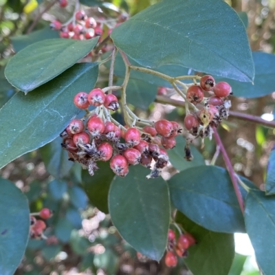 Cotoneaster glaucophyllus (Cotoneaster) at Karabar, NSW - 17 Apr 2023 by Steve_Bok