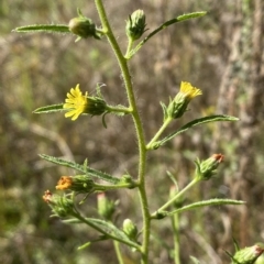 Dittrichia graveolens (Stinkwort) at Karabar, NSW - 17 Apr 2023 by SteveBorkowskis
