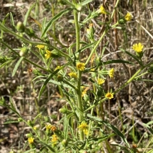 Dittrichia graveolens at Karabar, NSW - 17 Apr 2023 12:06 PM