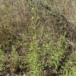 Dittrichia graveolens at Karabar, NSW - 17 Apr 2023 12:06 PM