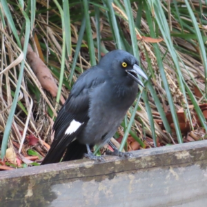 Strepera graculina at Kambah, ACT - 16 Apr 2023 11:38 AM