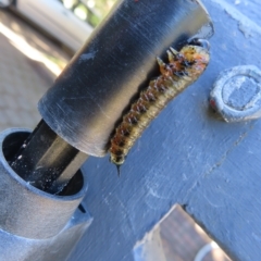 Pergidae sp. (family) at Kambah, ACT - 17 Apr 2023