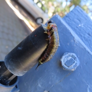 Pergidae sp. (family) at Kambah, ACT - 17 Apr 2023