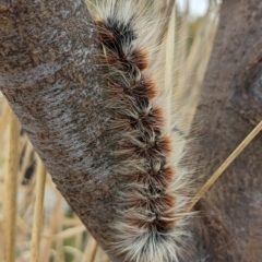 Anthela varia (Hairy Mary) at Kambah, ACT - 17 Apr 2023 by HelenCross