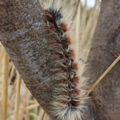 Anthela varia (Hairy Mary) at Kambah, ACT - 16 Apr 2023 by HelenCross