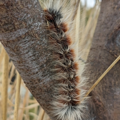 Anthela varia (Hairy Mary) at Kambah, ACT - 17 Apr 2023 by HelenCross