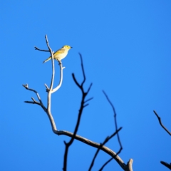 Ptilotula penicillata (White-plumed Honeyeater) at Holt, ACT - 24 Apr 2019 by Untidy