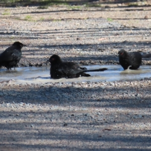 Corcorax melanorhamphos at Chifley, ACT - 17 Apr 2023 01:43 PM