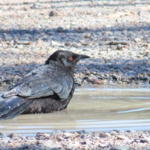 Corcorax melanorhamphos at Chifley, ACT - 17 Apr 2023 01:43 PM