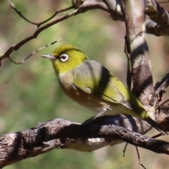 Zosterops lateralis (Silvereye) at Narrabundah, ACT - 17 Apr 2023 by MatthewFrawley