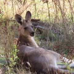 Macropus giganteus (Eastern Grey Kangaroo) at Mount Taylor - 17 Apr 2023 by MatthewFrawley