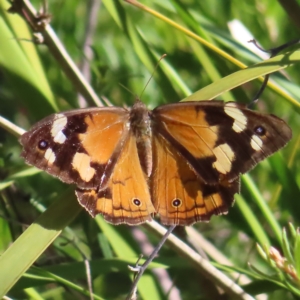 Heteronympha merope at Narrabundah, ACT - 17 Apr 2023 02:13 PM