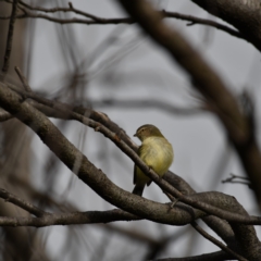 Smicrornis brevirostris at Higgins, ACT - 11 Jun 2020