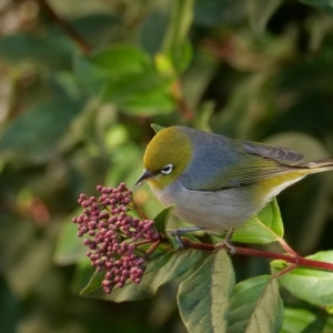 Zosterops lateralis at Higgins, ACT - 17 Jul 2020