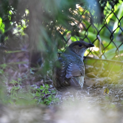 Ptilonorhynchus violaceus (Satin Bowerbird) at Higgins, ACT - 20 Jul 2020 by Untidy