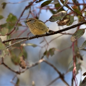 Acanthiza lineata at Macgregor, ACT - 28 Jul 2020