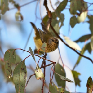 Acanthiza lineata at Macgregor, ACT - 28 Jul 2020