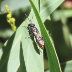 Crabronidae (family) at Fyshwick, ACT - 17 Apr 2023 01:03 PM