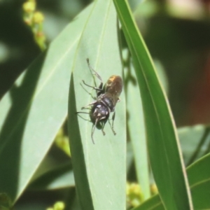 Crabronidae (family) at Fyshwick, ACT - 17 Apr 2023 01:03 PM