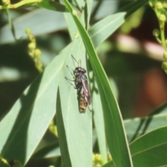 Crabronidae (family) at Fyshwick, ACT - 17 Apr 2023 01:03 PM