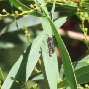 Crabronidae (family) at Fyshwick, ACT - 17 Apr 2023