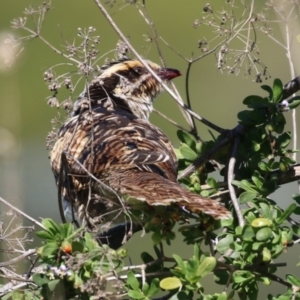 Eudynamys orientalis at Fyshwick, ACT - 17 Apr 2023