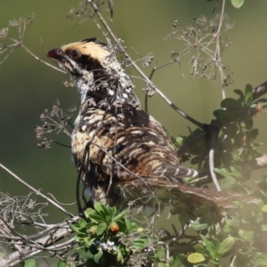 Eudynamys orientalis at Fyshwick, ACT - 17 Apr 2023