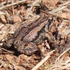 Crinia signifera (Common Eastern Froglet) at Fyshwick, ACT - 17 Apr 2023 by RodDeb