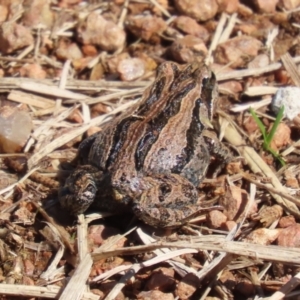 Crinia signifera at Fyshwick, ACT - 17 Apr 2023 11:43 AM